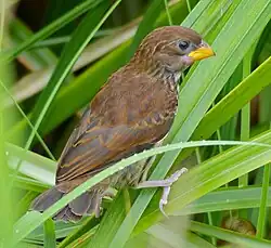 Immature bird showing yellow mandibles
