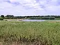Thorpe Marshes