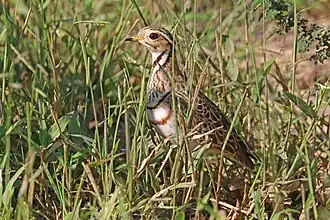 R. c. seeboehmi Matetsi Safari Area, Zimbabwe