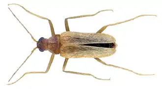 Thylodrias contractus male