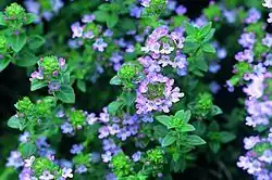The essential oil of common thyme (Thymus vulgaris), contains the monoterpene thymol, an antiseptic and antifungal.[91]