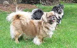 Tibbies(Bu_t'chu_et_Doukki)