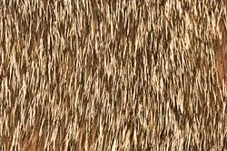 Close-up view of the fur of an Abyssinian cat, showing the "ticked" effect