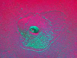 Tjasa Iris, Alien Planet, red-magenta-green, 120 x 160 cm, manipulated photograph, 2023