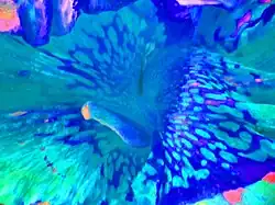 Tjasa Iris, The Valley of Flower, 120 x 160 cm, manipulated photograph, 2016