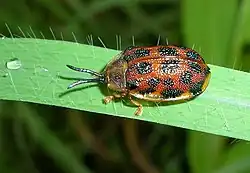 Epistictina reicheana