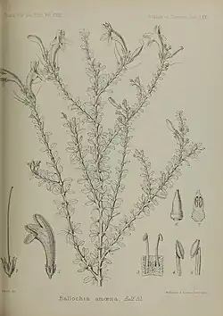 Black line illustration of one species in the genus, showing its long branches and small leaves. Small illustrations of other parts of the plant appear around the large central image.