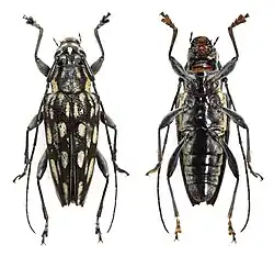 Close up picture of two beetles of the trigonoptera woodfordi species with a white backround.