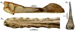 Skull of the more completely known relative Tropeognathus from Brazil; the crest begins at the tip of the snout, unlike in Cimoliopterus
