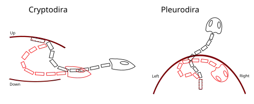 Diagrams of the top-down bending of the neck of cryptodirans, and the left-right bending of the neck in pleurodirans