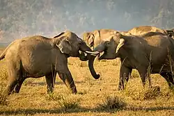 Friendly tussle of tuskers at Dhikala grassland in Jim Corbett National Park