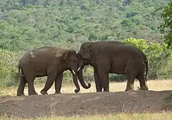 Courtship between a male and female Asian elephant in the Coimbatore Forests, Tamil Nadu