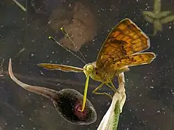 Illustration of a parody on science