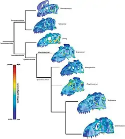 3D models of skulls of various tyrannosauroids arranged in a cladogram. The skulls are coloured to highlight areas of low and high stress.