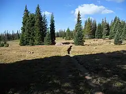 The trail through Fall Creek Basin.