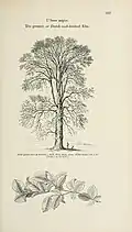 'Ulmus major, the greater or Dutch cork-barked elm', Arboretum et Fruticetum Britannicum (1854)