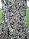Bark of 'Vegeta', Inverleith Park, Edinburgh