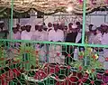Urs Syed Machiliwale Shah at Kachiguda, Hyderabad, India. Moulana Ghousavi Shah and Shaheed Peeran with others can be seen.