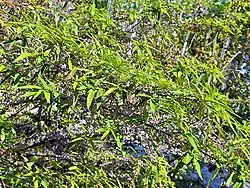 Shrub of Debregeasia orientalis