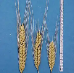 From Thuringia, Germany