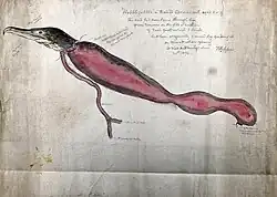 Lettering (hand-written in pencil) reads 'Hobblegobble', a trained cormorant aged 8 or 9. This bird had been lame through life from tumours on the pad or cushion of each foot which I think had been originally caused by feeding it on meat when young. It died suddenly, March 20th 1876. F.H. Salvin