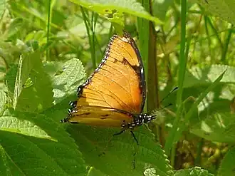 Form inaria (female)