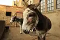 Donkeys Bert and Ernie