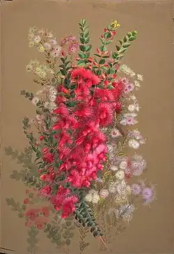 V.&nbsp;grandis and other Verticordia species, painting by Ellis Rowan