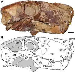 Extinct gorgonopsian therapsid Viatkogorgon.