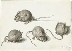 Drawing in waterpaint by Jacques de Gheyn, Four times a mouse