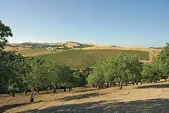 Viking Estate Vineyard