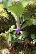 Common dog-violet and Foxglove on a wall at Sharptor