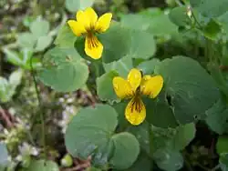 Viola biflora