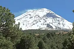Photo of a snow-covered volcano in the daytime with pine trees in the foreground