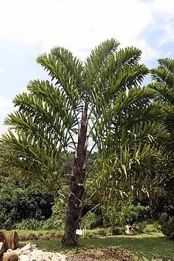 Wallichia disticha leaves are arranged in two ranks