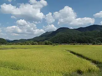 Autumn rice fields in Wanju near Gui Lake, September 2014