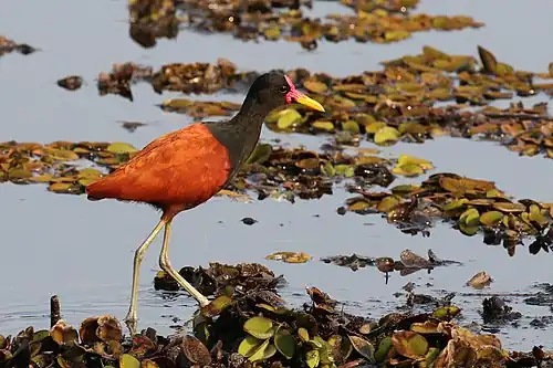 Adult J. j. jacana the Pantanal, Brazil