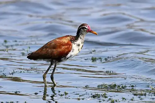 Juvenile J. j. jacana the Pantanal, Brazil