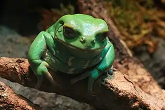 Phyllomedusa bicolor