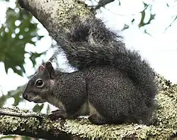 Gray squirrel