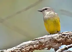 A grey and yellow bird, viewed from below