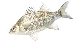 Grayscale drawing of white bass depicting its silvery coloration in life with a darker dorsal head portion and body stripes