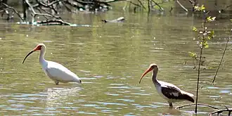 White ibis (Eudocimus albus) adult and immature plumage, Trinity River National Wildlife Refuge
