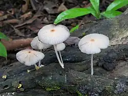 White fungi on dead log, October 2024