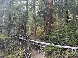 A forested hiking path winds through trees with fallen logs crossing the trail, leading through a dense woodland.
