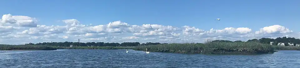 Wide view of swans at high tide in Charles E. Wheeler WMA