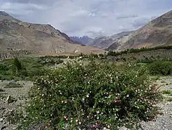 Wild roses in rocky terrain