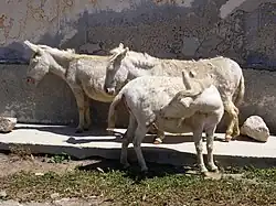 a small woolly white donkey fitted with a pack-saddle