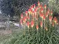 Kniphofia along the Ohlone Greenway trail in El Cerrito, California