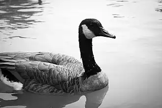 A goose swimming in a pond.